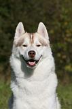 SIBERIAN HUSKY 891